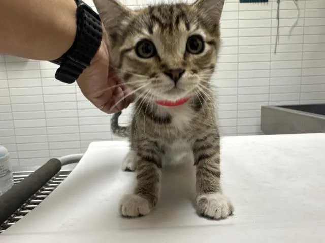 A baby small-sized male Domestic Short Hair cat named Rickon for adoption in Los Angeles, CA