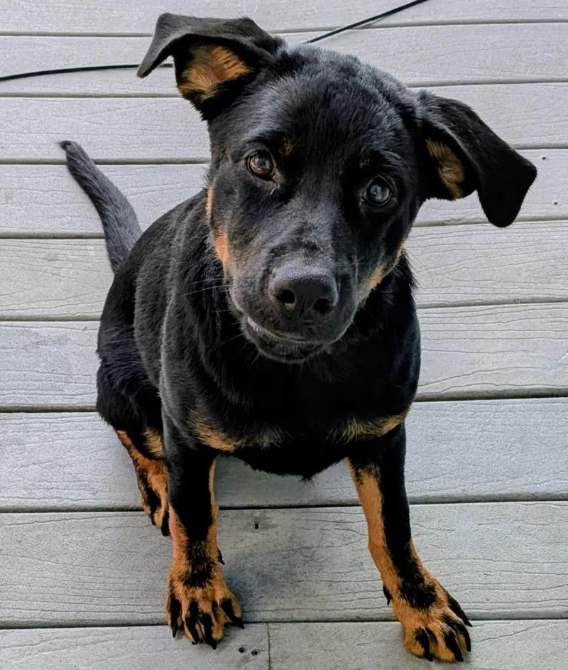 A young medium-sized female Rottweiler dog named Gina for adoption in St. Augustine, FL