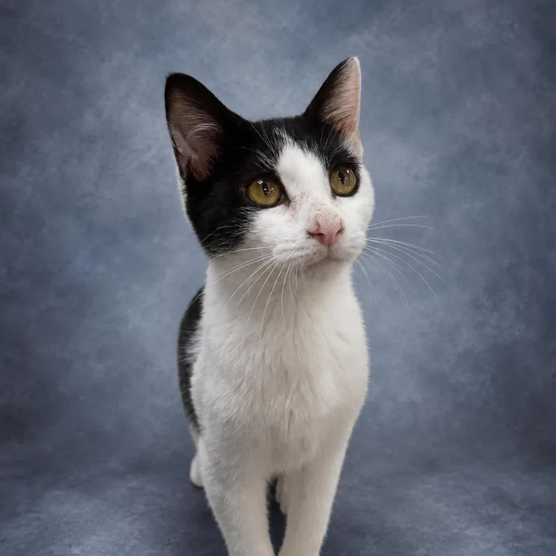 A young small-sized male Black Domestic Short Hair cat named Baby Moo Moo for adoption in Donalsonville, GA