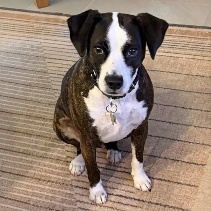 An adult medium-sized male Mountain Cur dog named .Rocky for adoption in Hillsborough, NJ