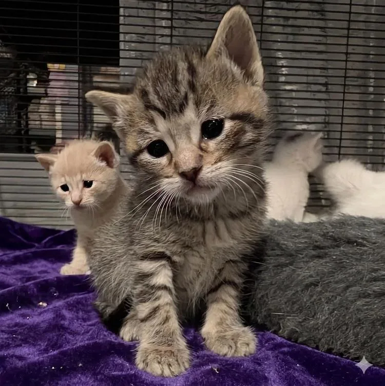 A baby medium-sized female Tabby (Brown / Chocolate) Tabby cat named Chiffon for adoption in Davison, MI