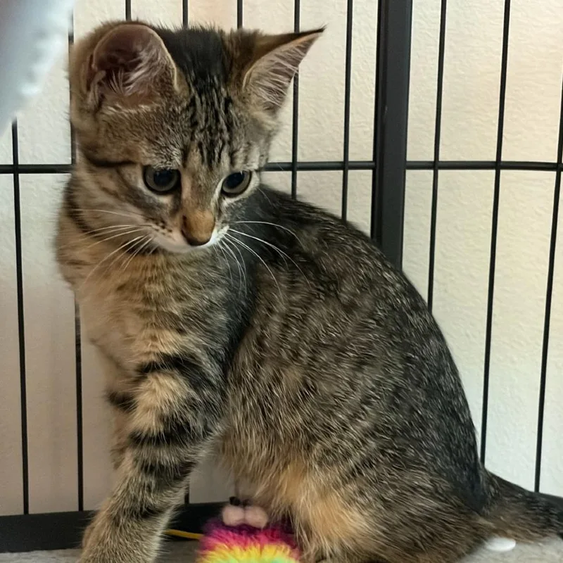 A baby small-sized female Tabby (Brown / Chocolate) Tabby cat named Bobcat for adoption in Ocala, FL