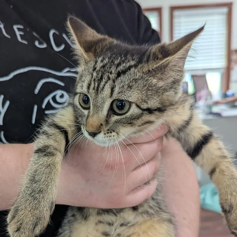 Bobcat thumbnail 2