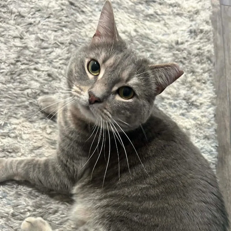 Boorrito thumbnail 3