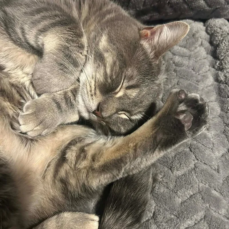 Boorrito thumbnail 4