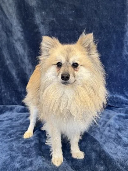 Gizmo