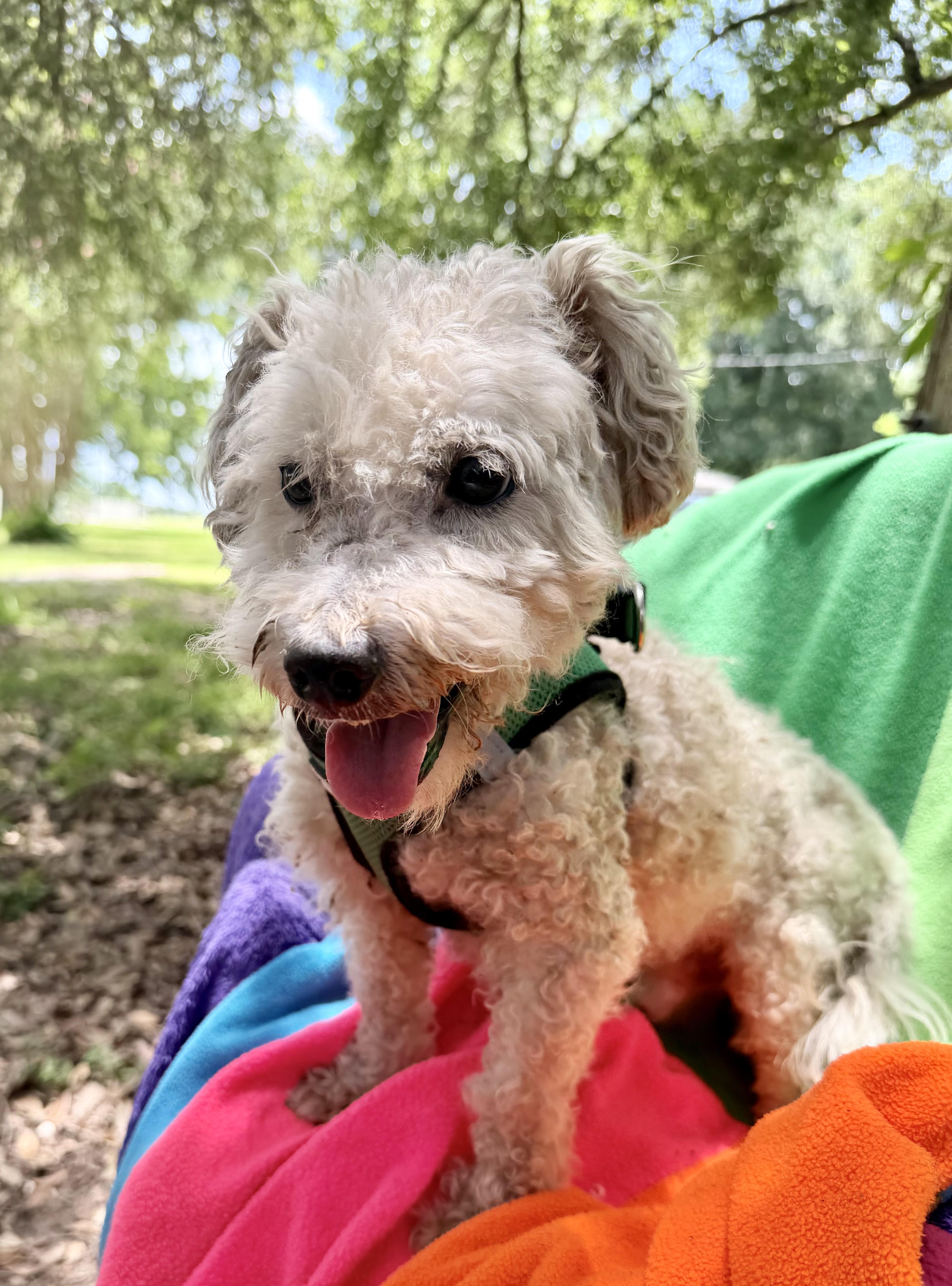 An adult small-sized male White / Cream Poodle dog named Jango BRT for adoption in Missouri City, TX