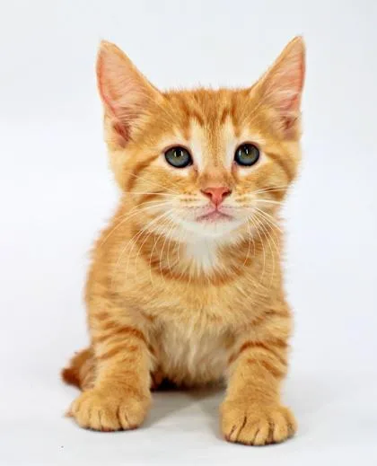 A baby small-sized female Domestic Short Hair cat named Ginny for adoption in Morton Grove, IL