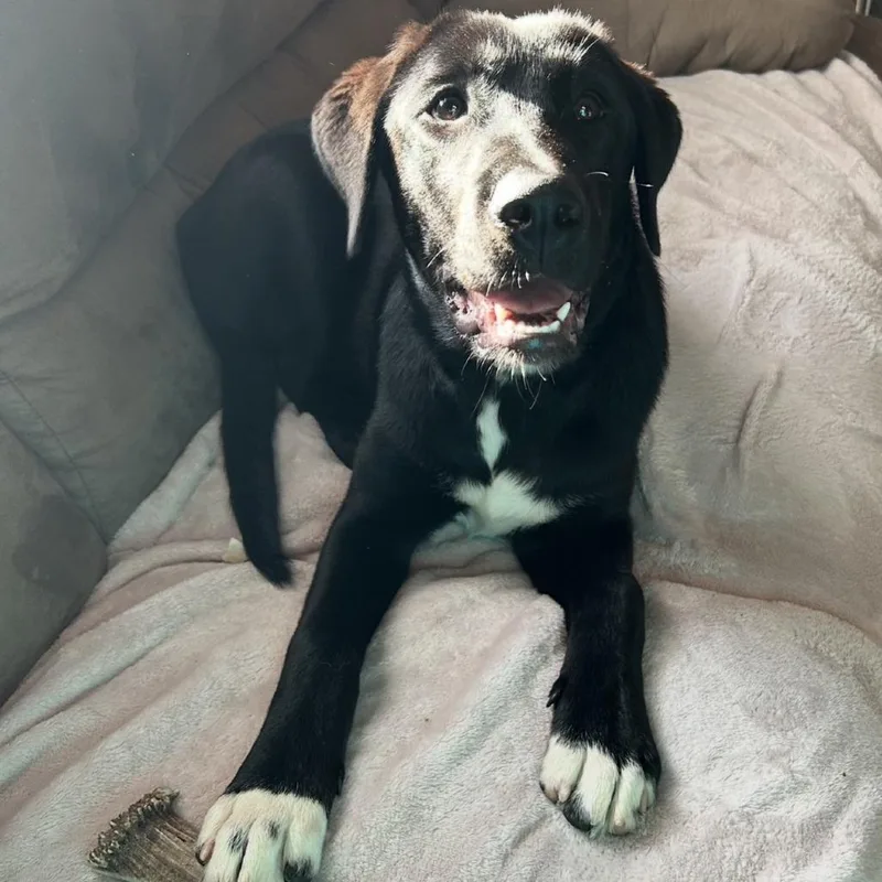 A baby medium-sized female Black Mixed Breed dog named Bonnie for adoption in Mebane, NC