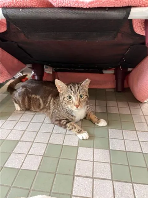 A young small-sized female Domestic Short Hair cat named Cinnamon for adoption in Loveland, CO