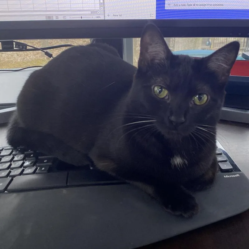An adult small-sized female Black Domestic Short Hair cat named Pearl Home to for adoption in South Elgin, IL