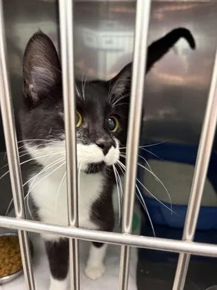A baby small-sized male Domestic Short Hair cat named Peel for adoption in Fishers, IN
