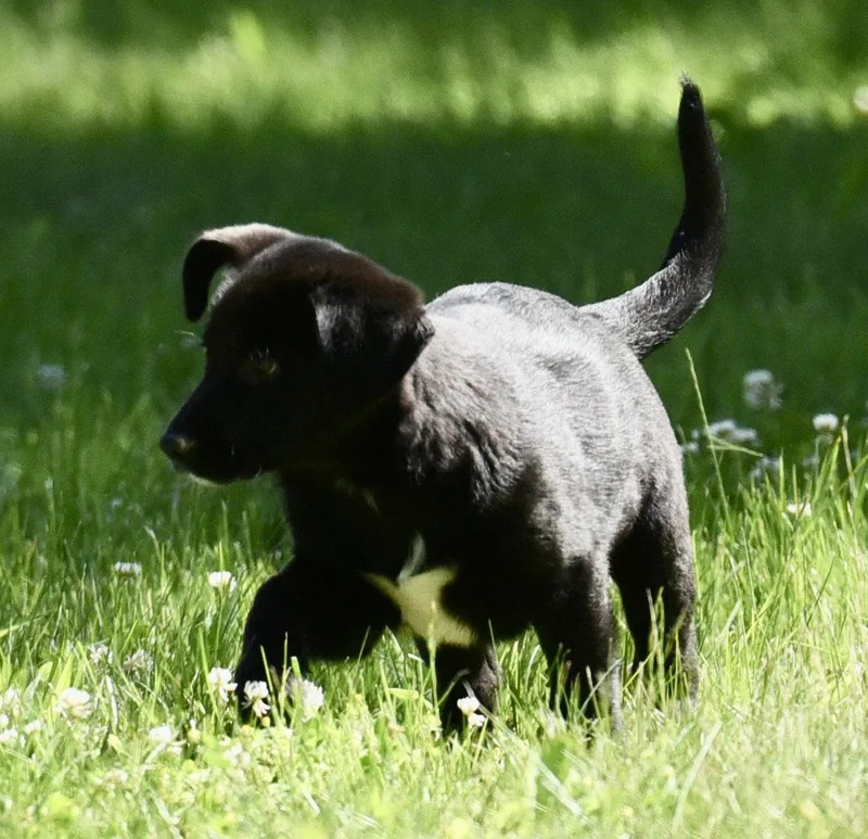 A baby large-sized female Labrador Retriever dog named Nikita for adoption in Mechanicsburg, PA