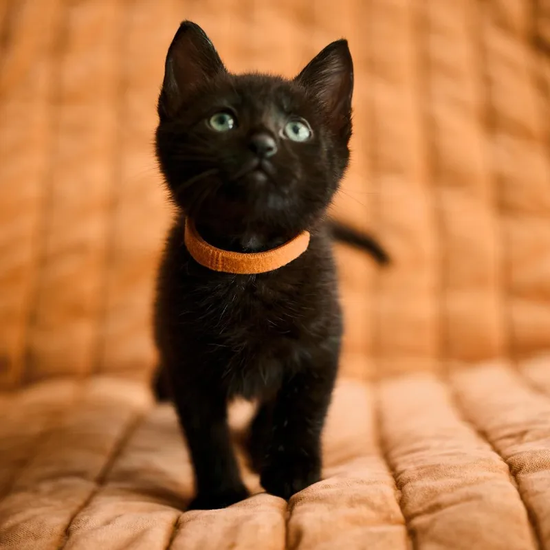A baby small-sized male Black Domestic Short Hair cat named Reef for adoption in Charlotte, NC