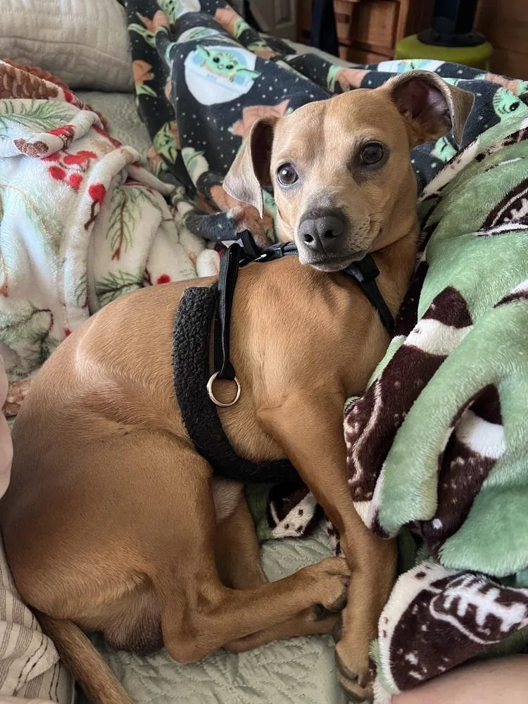 An adult small-sized male Beagle dog named George for adoption in Oakdale, CA