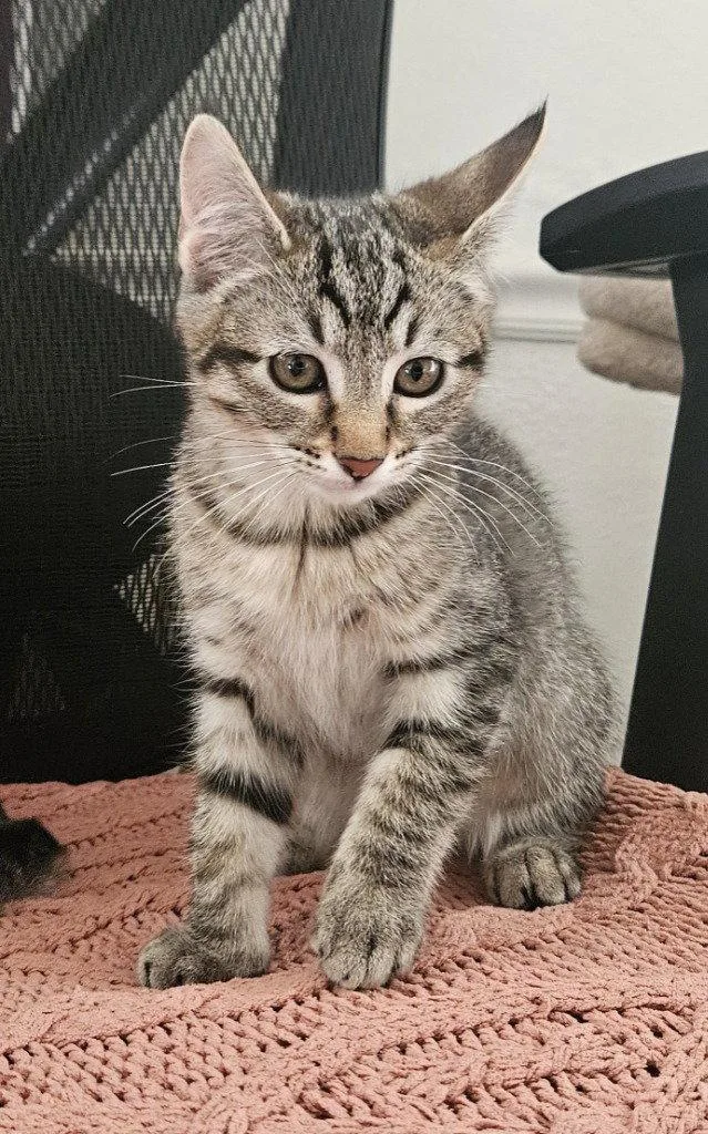 A baby medium-sized female Domestic Short Hair cat named Gretl for adoption in St. Helens, OR
