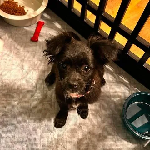 Gidget