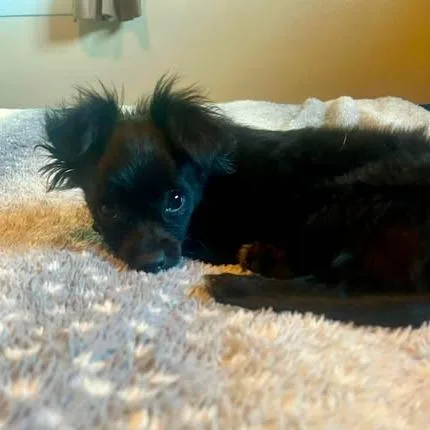 Gidget thumbnail 2
