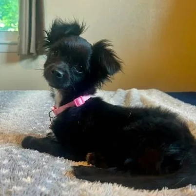 Gidget thumbnail 3