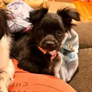Gidget thumbnail 6
