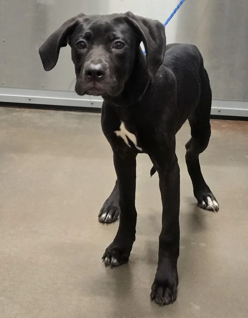 A young large-sized female Black Hound dog named 26-255 for adoption in Amityville, NY