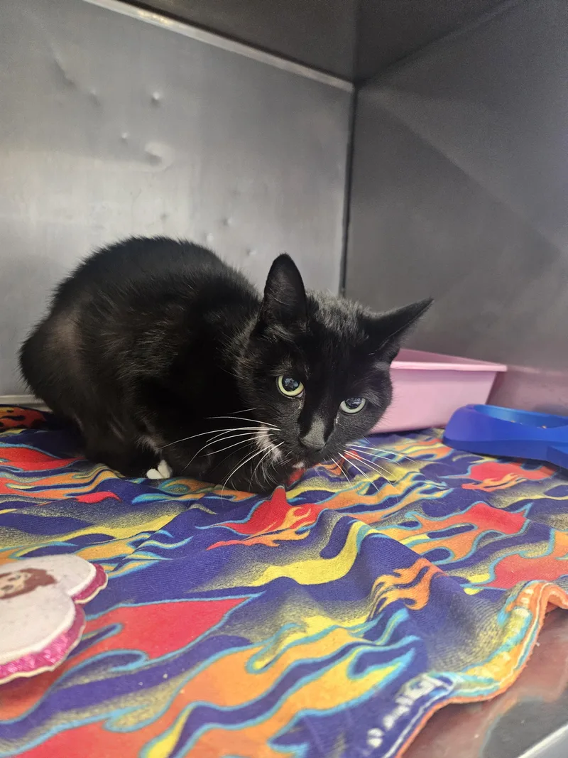 A senior medium-sized female Domestic Short Hair cat named Sabrina for adoption in Fall River, MA