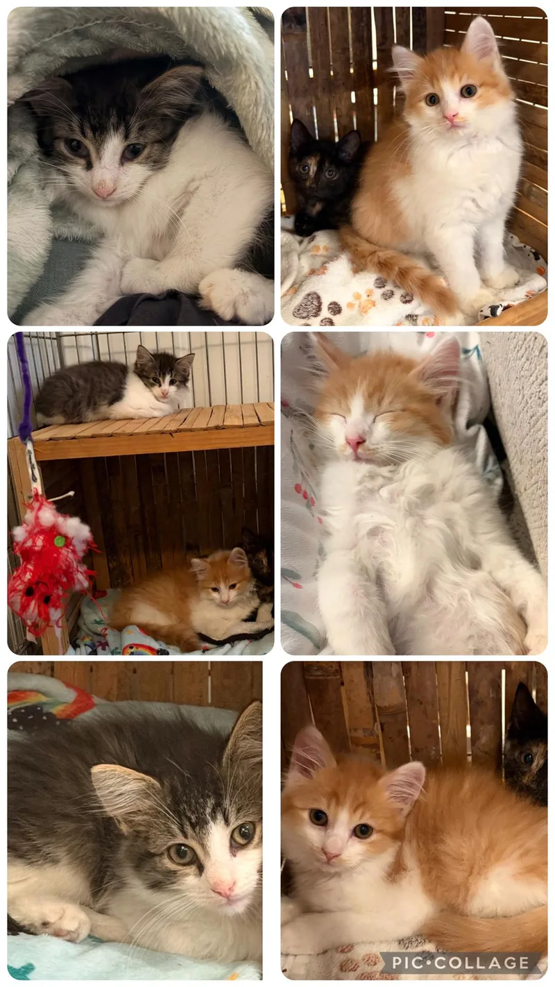 A baby small-sized male Domestic Medium Hair cat named Skywalker Leai and for adoption in Staten Island, NY