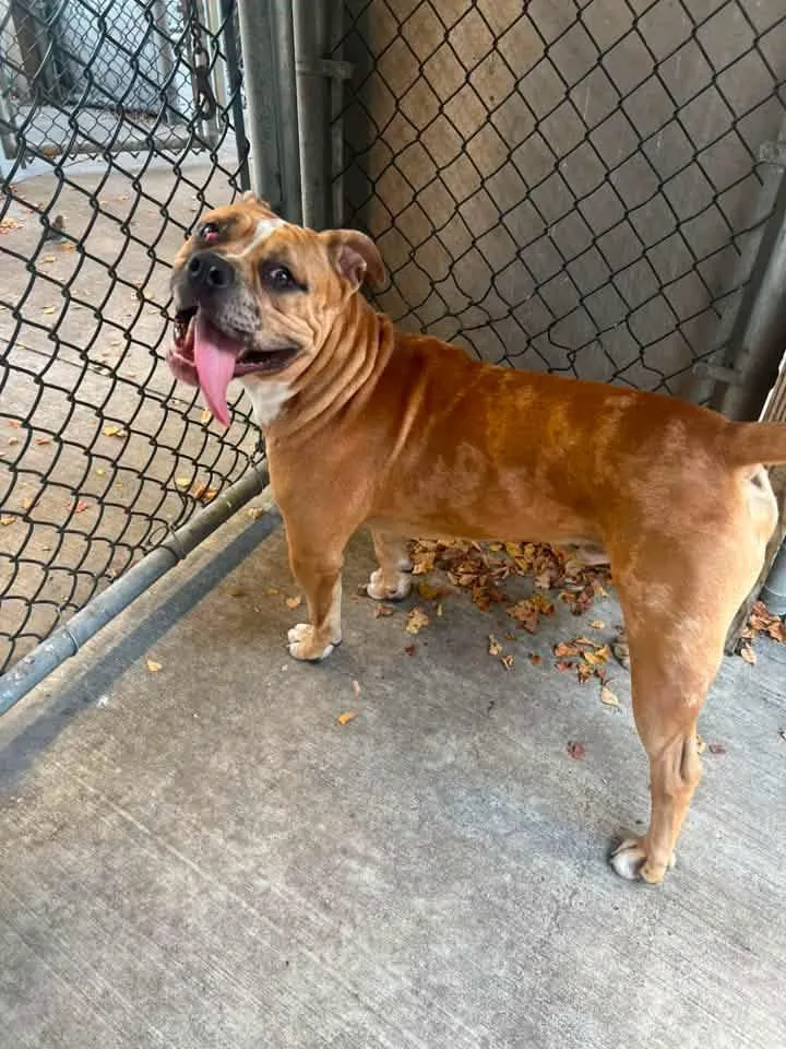 An adult medium-sized male Brown / Chocolate Pit Bull Terrier dog named Gavin for adoption in Chicago, IL