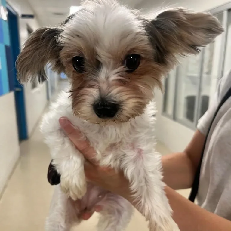 An adult small-sized female Yorkshire Terrier dog named Zoey for adoption in Manassas, VA
