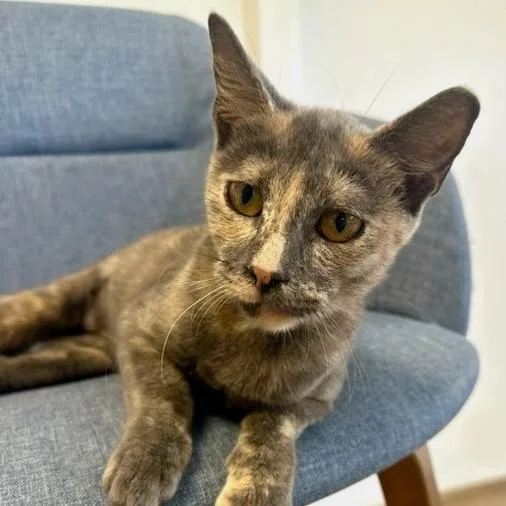 A baby small-sized female Tortoiseshell Domestic Short Hair cat named Sonnet for adoption in Jupiter, FL