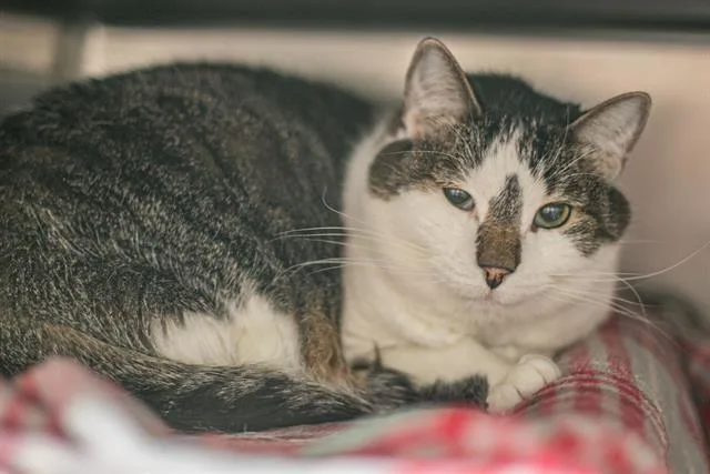 An adult large-sized male Domestic Short Hair cat named Brian for adoption in Charlotte, NC