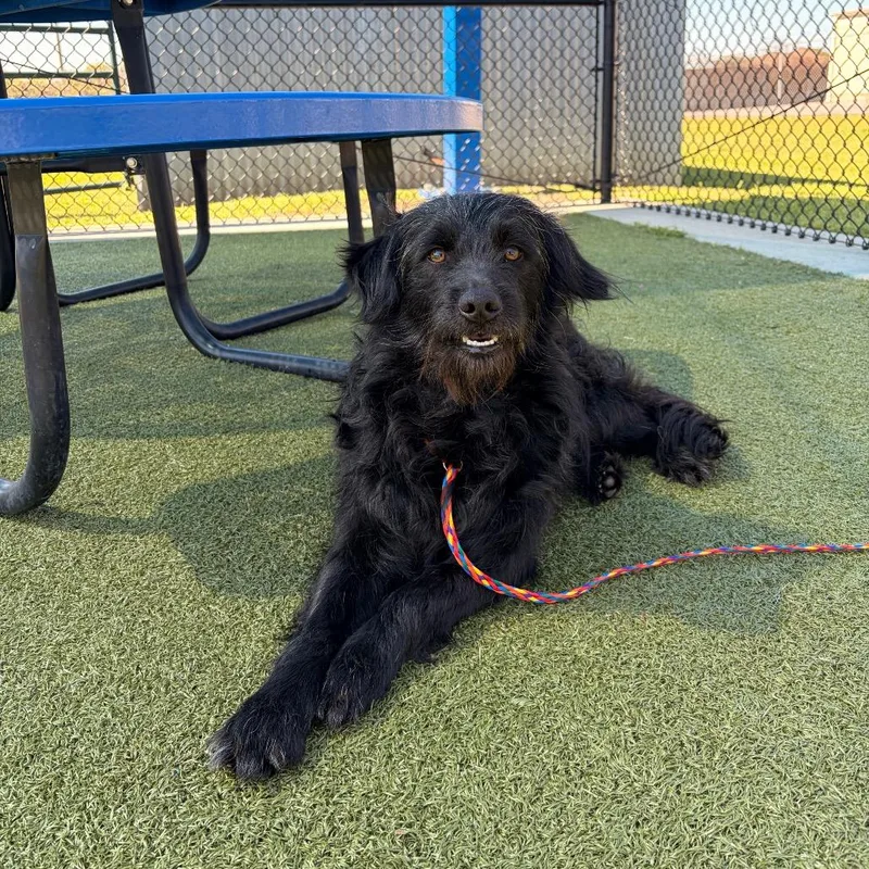 A young medium-sized male Black Australian Shepherd dog named Prince Martin for adoption in Cedar Creek, TX