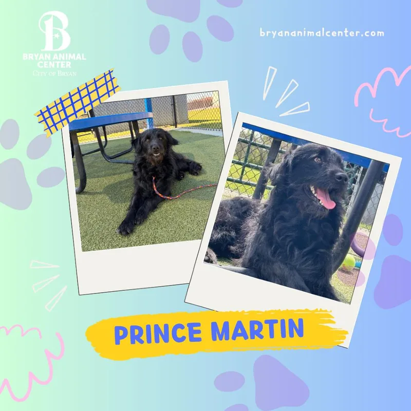 Prince Martin thumbnail 6