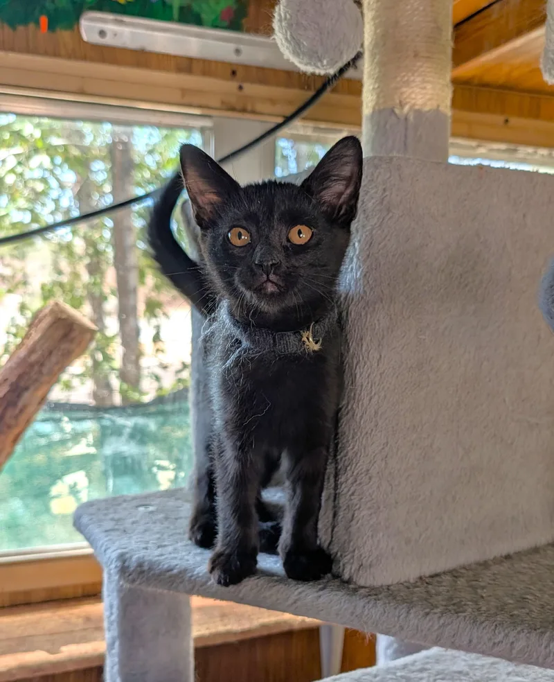 A baby medium-sized male Black Domestic Short Hair cat named Toothless for adoption in Washoe Valley, NV