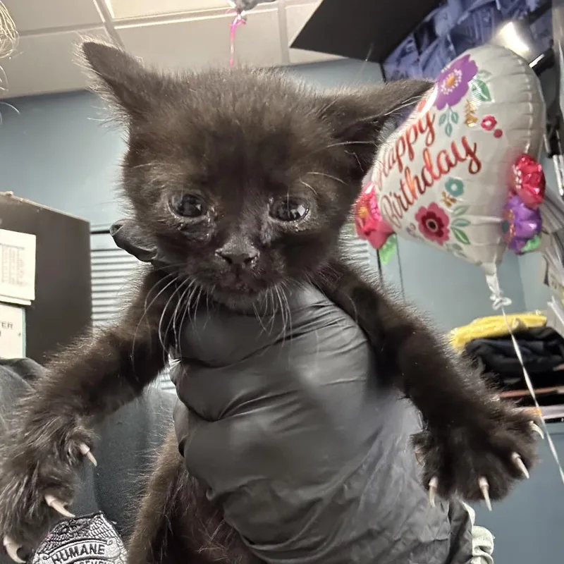 A baby small-sized female Black Domestic Short Hair cat named Mouse for adoption in Newark, NJ