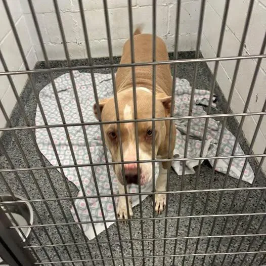 An adult medium-sized female Yellow / Tan / Blond / Fawn Mixed Breed dog named Gertie for adoption in Jeffersonville, IN