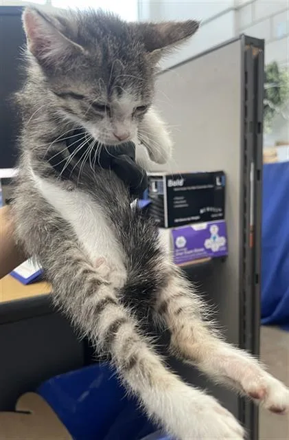 A baby medium-sized female Domestic Short Hair cat named Mint for adoption in Dallas, TX