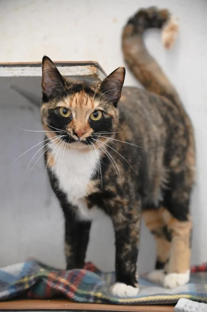 An adult medium-sized female Domestic Short Hair cat named Cali for adoption in St. James City, FL