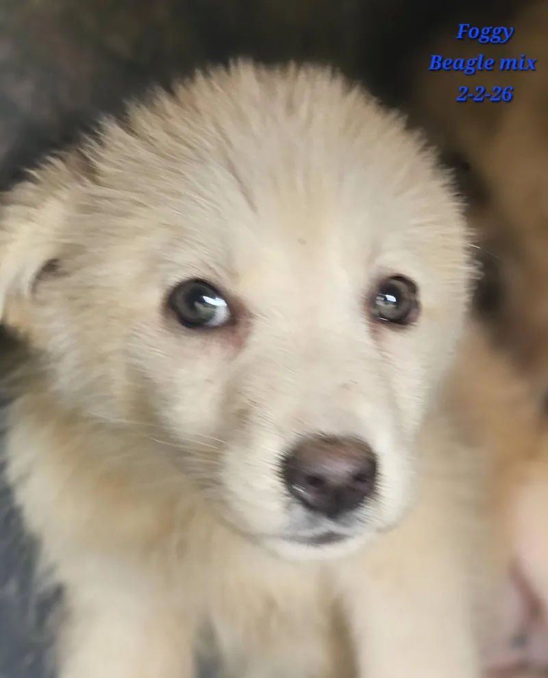 A baby medium-sized male Apricot / Beige Beagle dog named Foggy for adoption in Fort Payne, AL