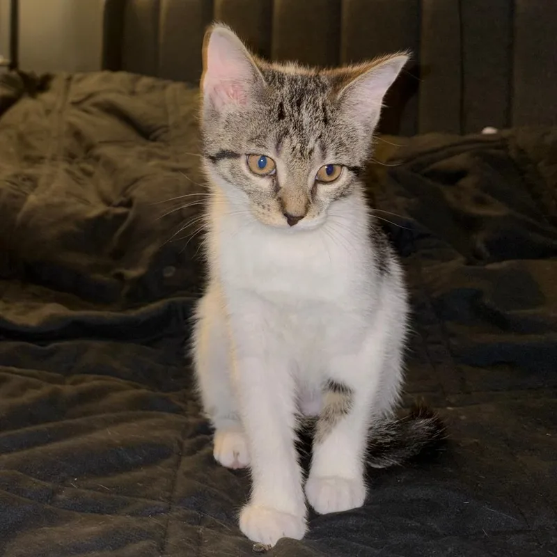 A baby small-sized female Brown / Chocolate Domestic Short Hair cat named Grits for adoption in Medina, OH
