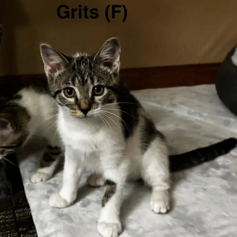 Grits thumbnail 3