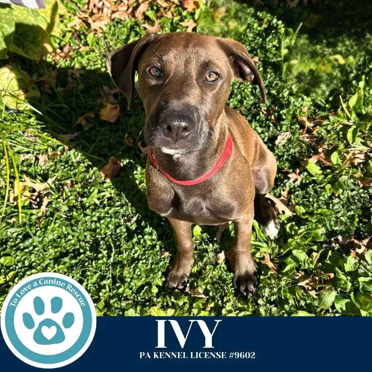 A young medium-sized female Tricolor (Brown, Black, & White) Labrador Retriever dog named Ivy for adoption in Kimberton, PA