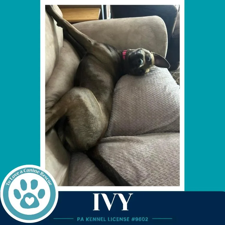 Ivy thumbnail 4