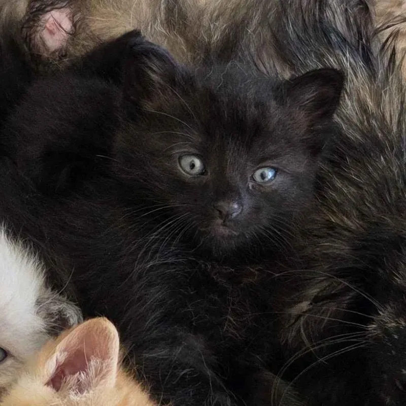 A baby medium-sized male Black Domestic Short Hair cat named Nurse Jesse for adoption in Cleveland Heights, OH