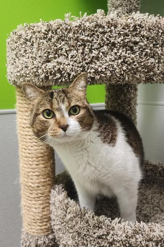 An adult medium-sized female Tabby (Brown / Chocolate) Domestic Short Hair cat named Honey for adoption in Jackson, TN