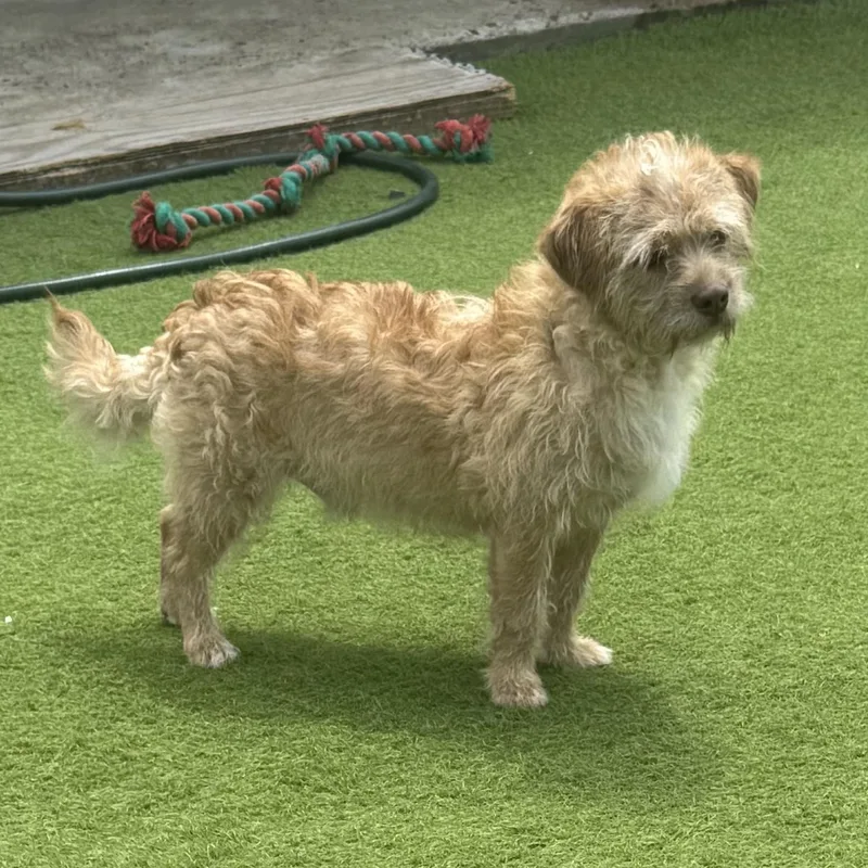 An adult small-sized male Terrier dog named Trompitas for adoption in Sugar Land, TX