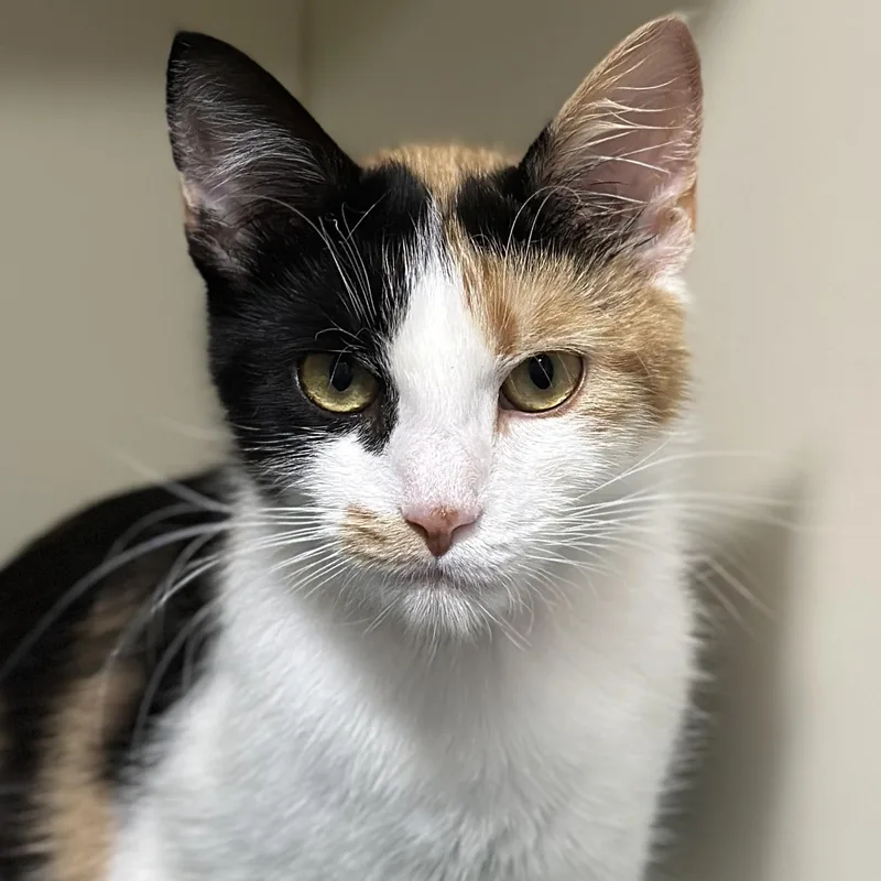 An adult medium-sized female Calico Domestic Short Hair cat named Callie for adoption in Victor, NY