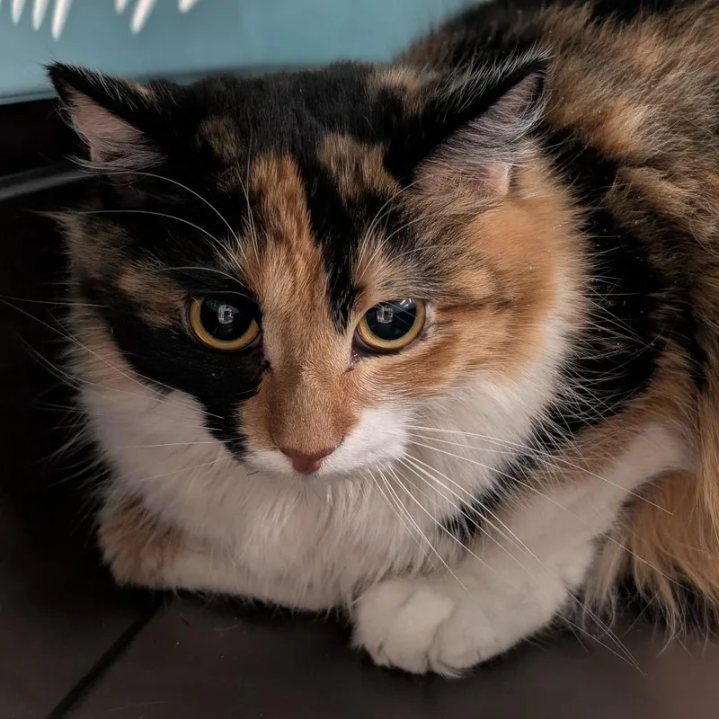 A young medium-sized female Domestic Medium Hair cat named Gwen for adoption in Spokane, WA