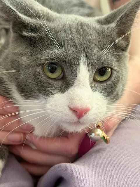 Porcini Bc thumbnail 2