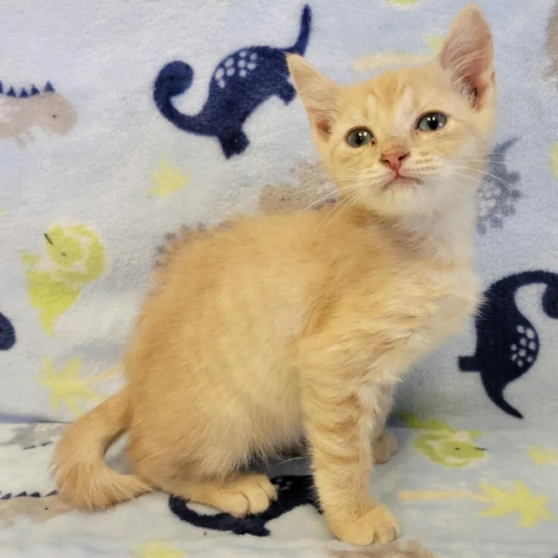 A baby small-sized male Orange / Red Domestic Short Hair cat named Cheez It for adoption in Austin, TX